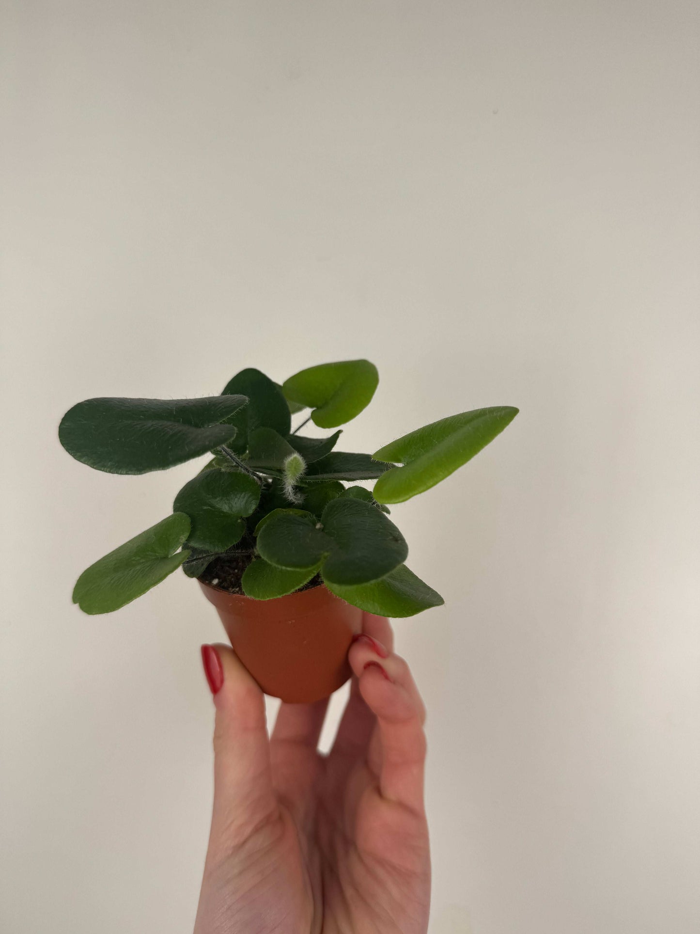 Hemionitis Arifolia