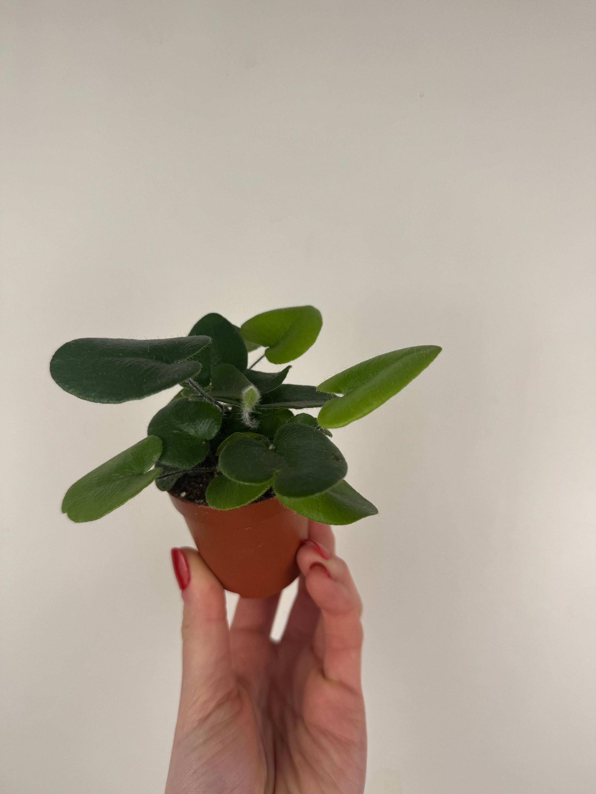 Hemionitis Arifolia