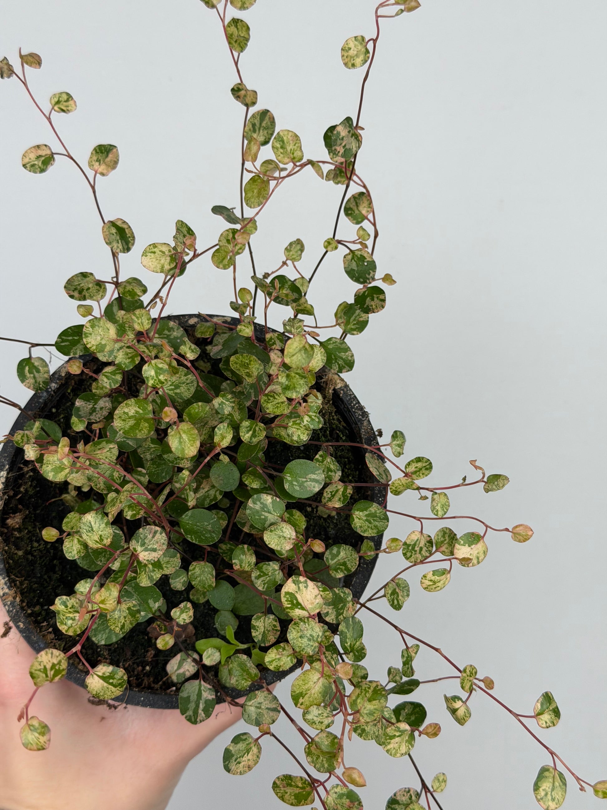 Muehlenbeckia complexa Mao'ri 'Pink Camouflage'