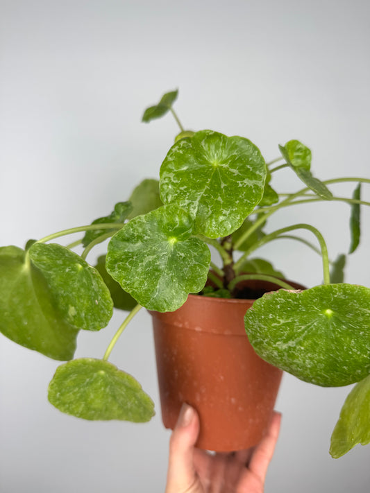 Pilea Peperomioides “Sugar” | Lana