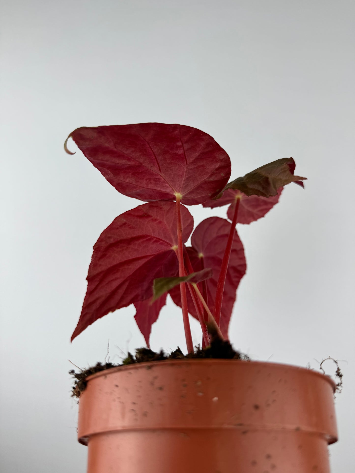 Begonia Pavonina