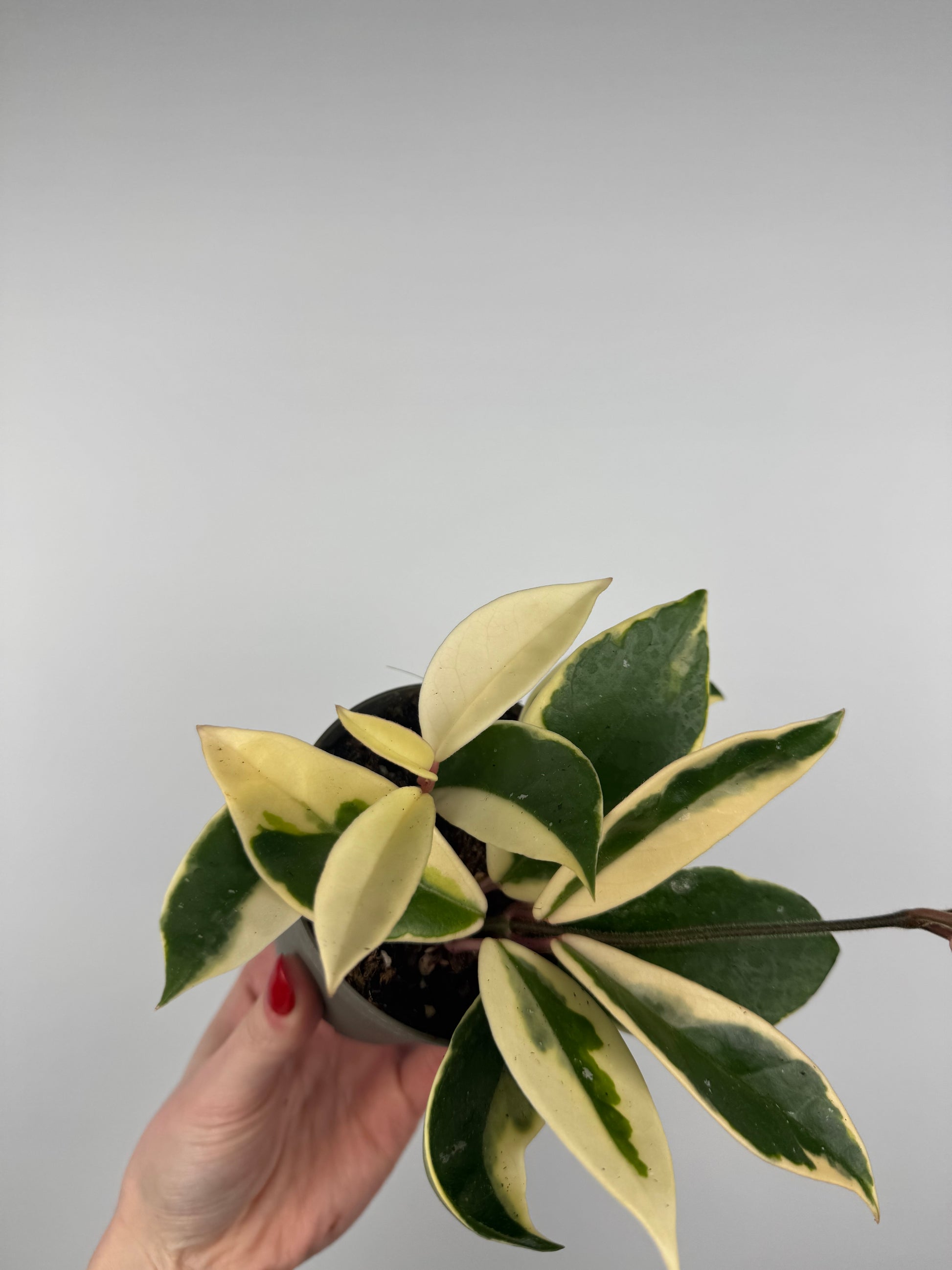 Hoya Carnosa Krimson Queen