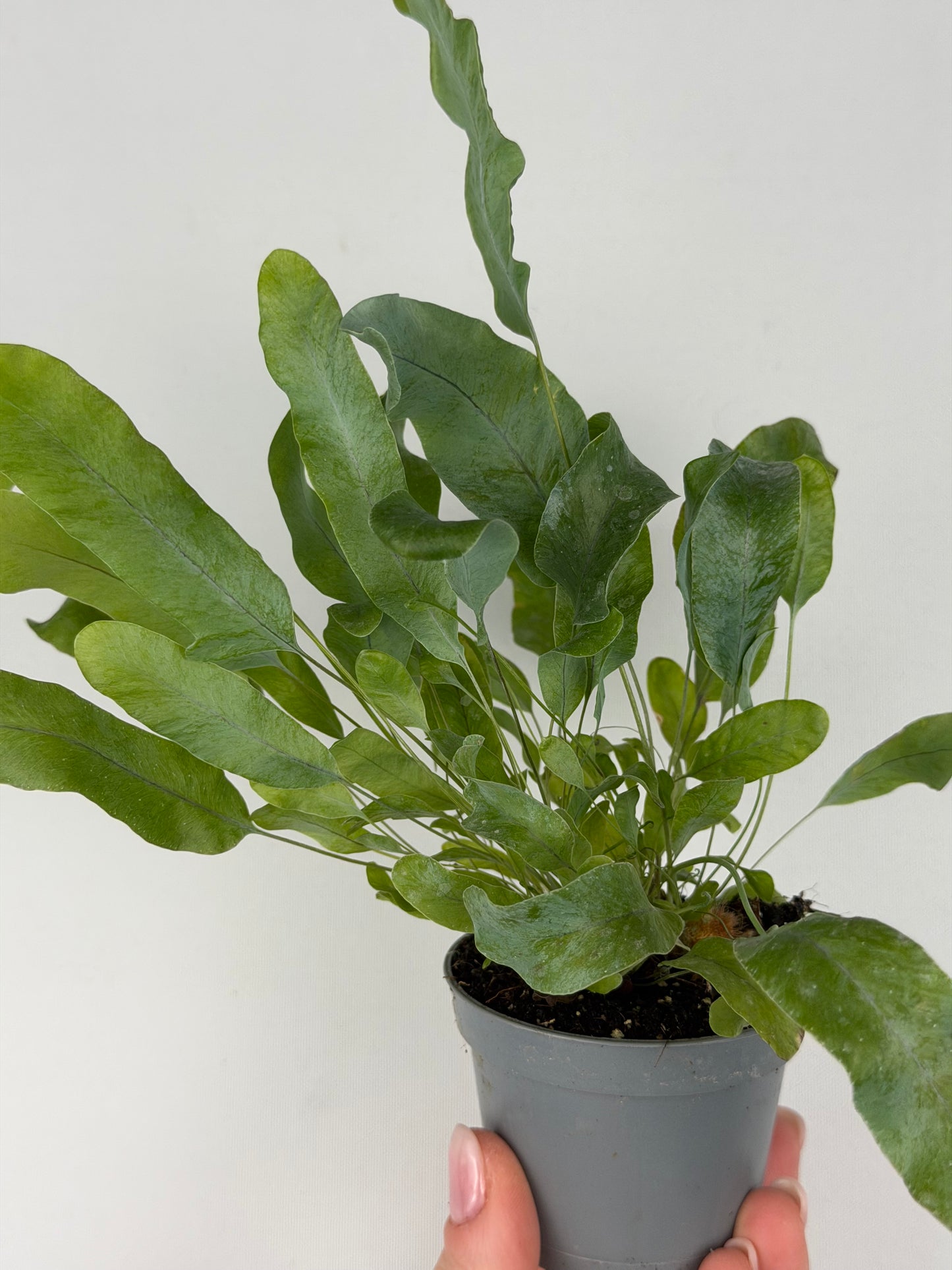 Phlebodium aureum 'Blue Star' Phlebodium Tropical Corner