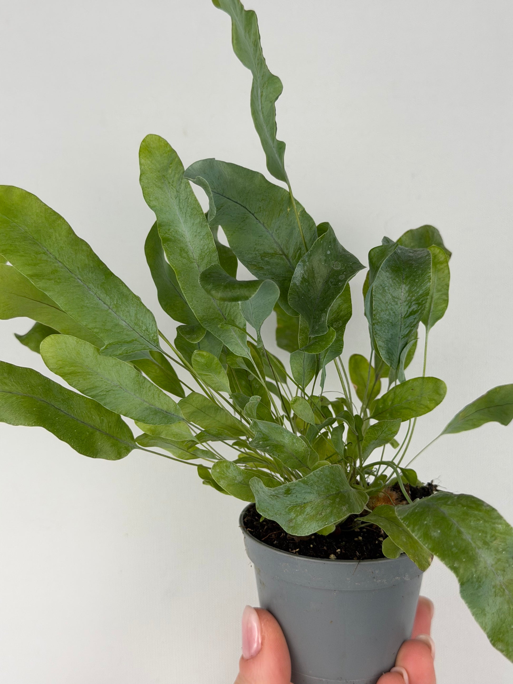Phlebodium aureum 'Blue Star' Phlebodium Tropical Corner