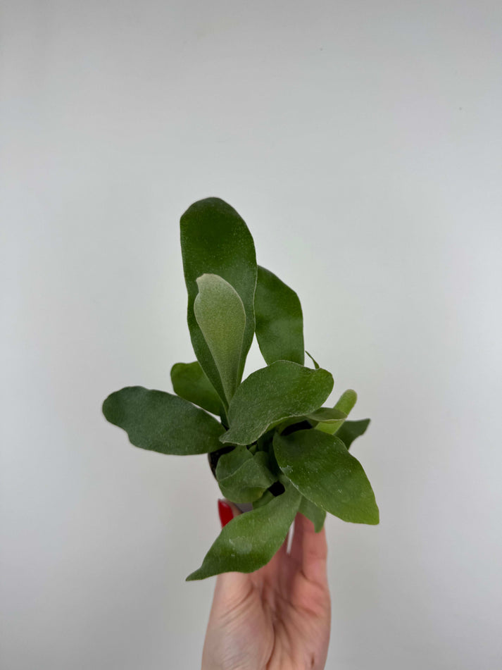 Platycerium Bifurcatum