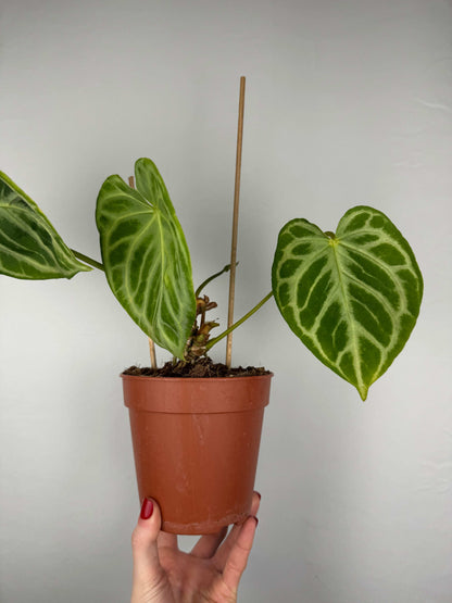 Anthurium “Crystal Hope” | Ugo