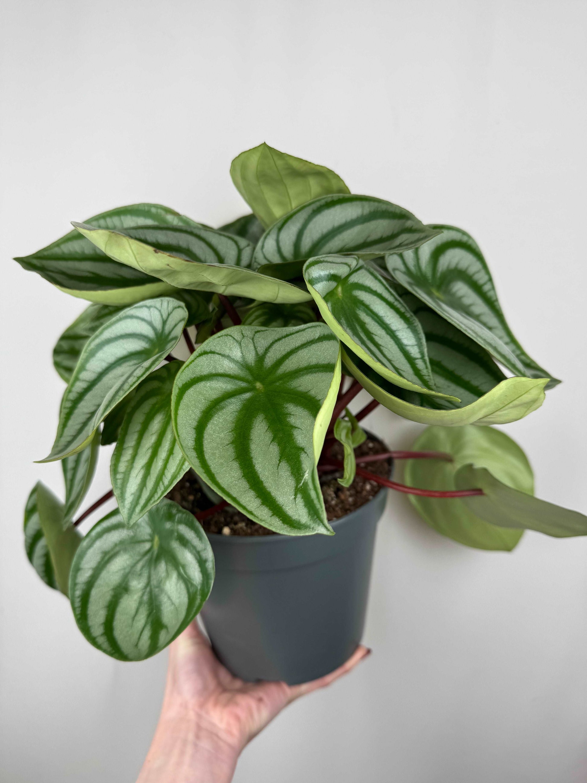 Peperomia Argyreia “Watermelon”