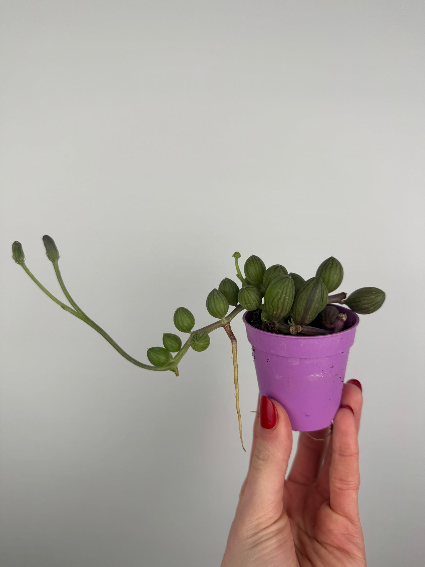 Senecio “String of Watermelon”