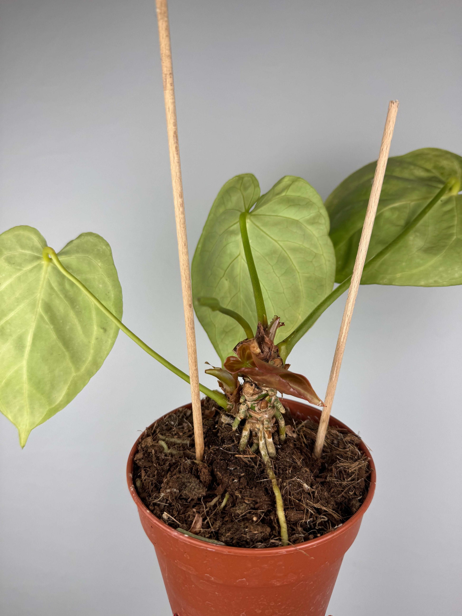 Anthurium “Crystal Hope” | Ugo