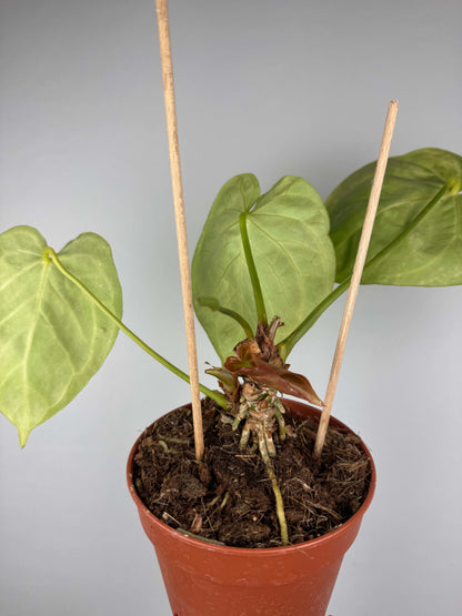 Anthurium “Crystal Hope” | Ugo