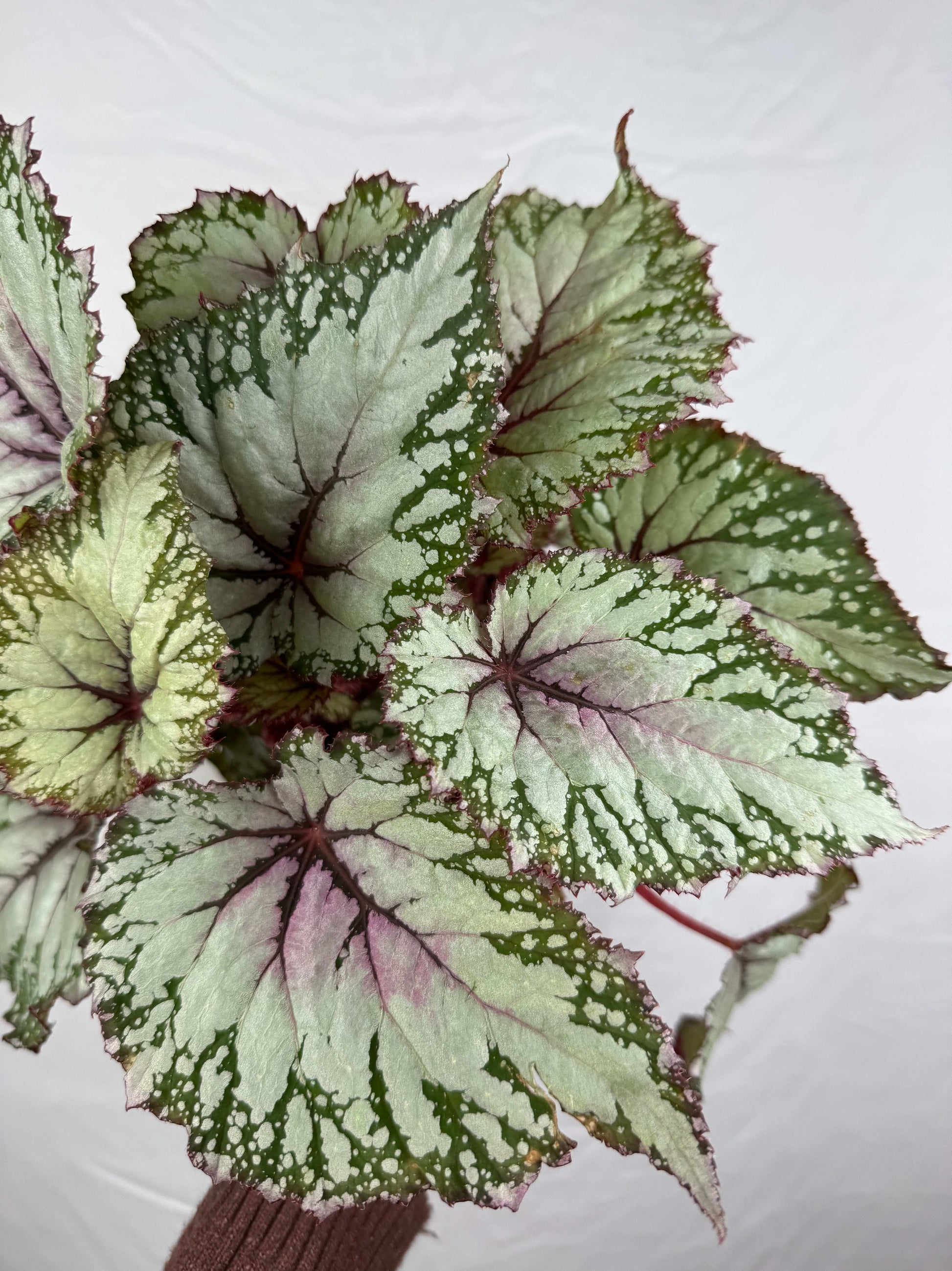 Begonia “Asian Tundra”