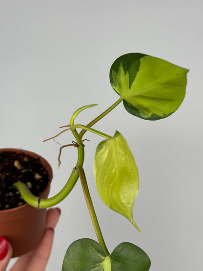 Philodendron Scandens Brasil | Silvano