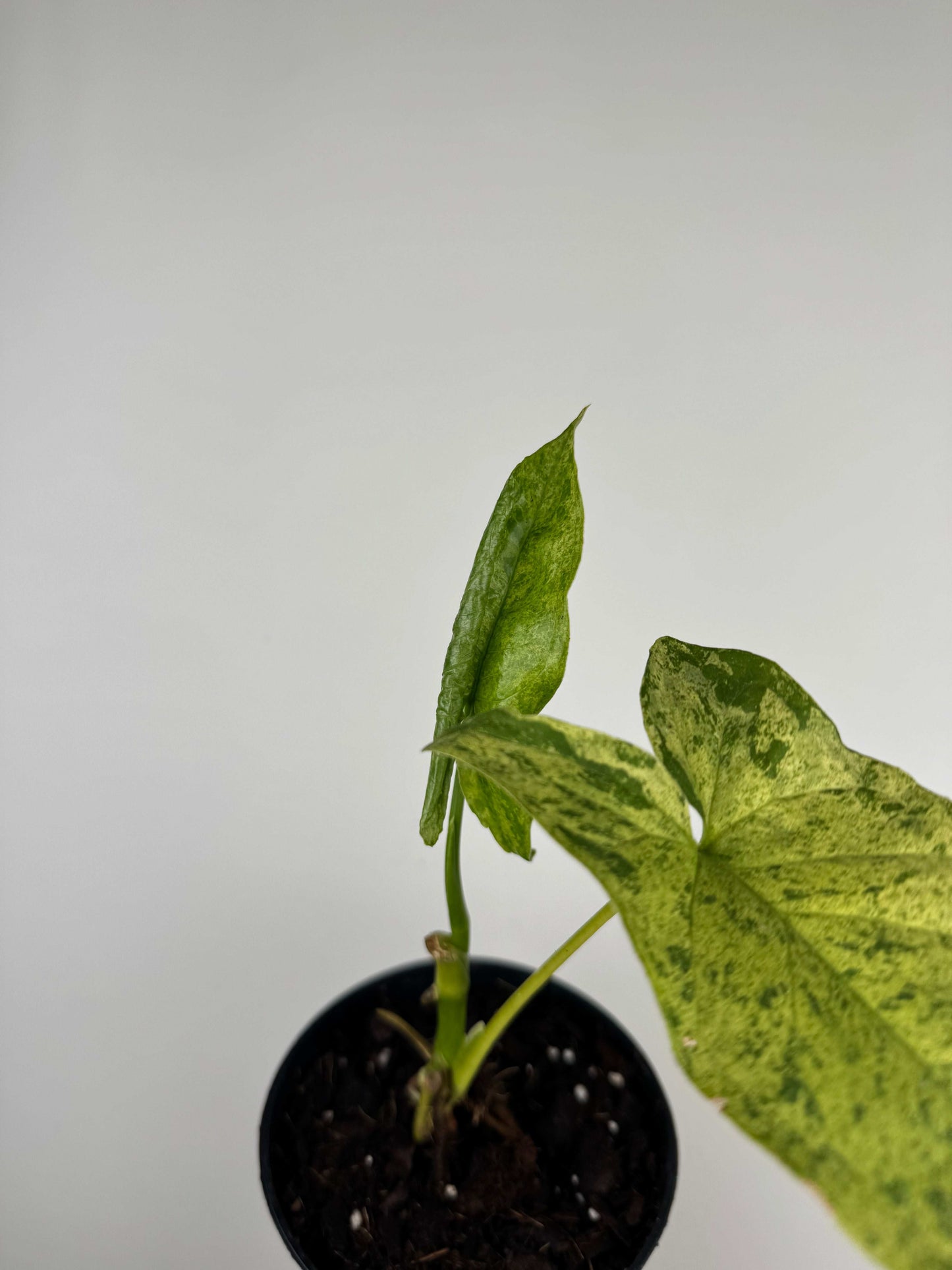 Syngonium “Mottled Mojito” | Marco