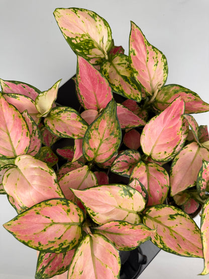 Aglaonema Red Valentine