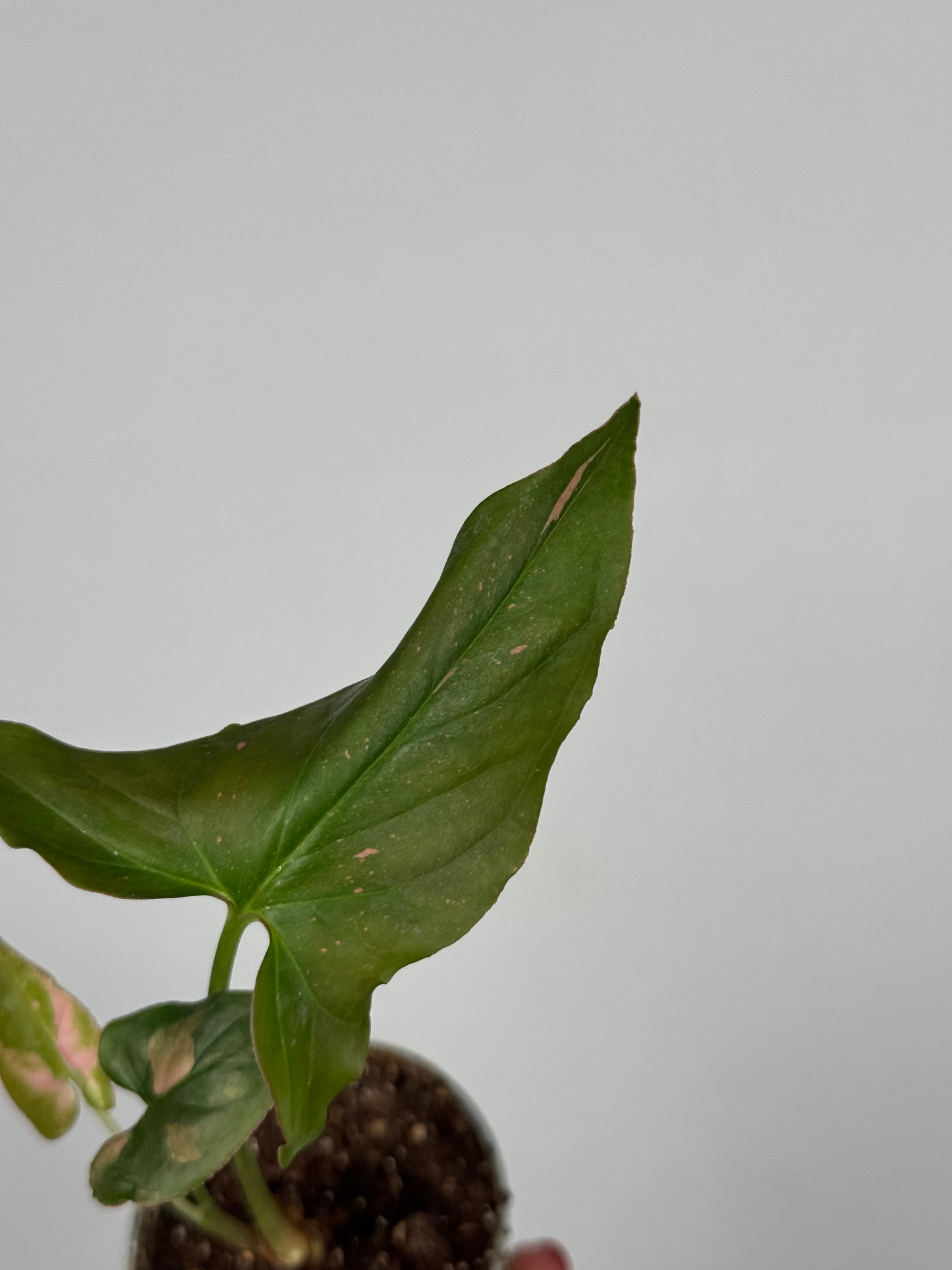Syngonium Pink Splash | Sam