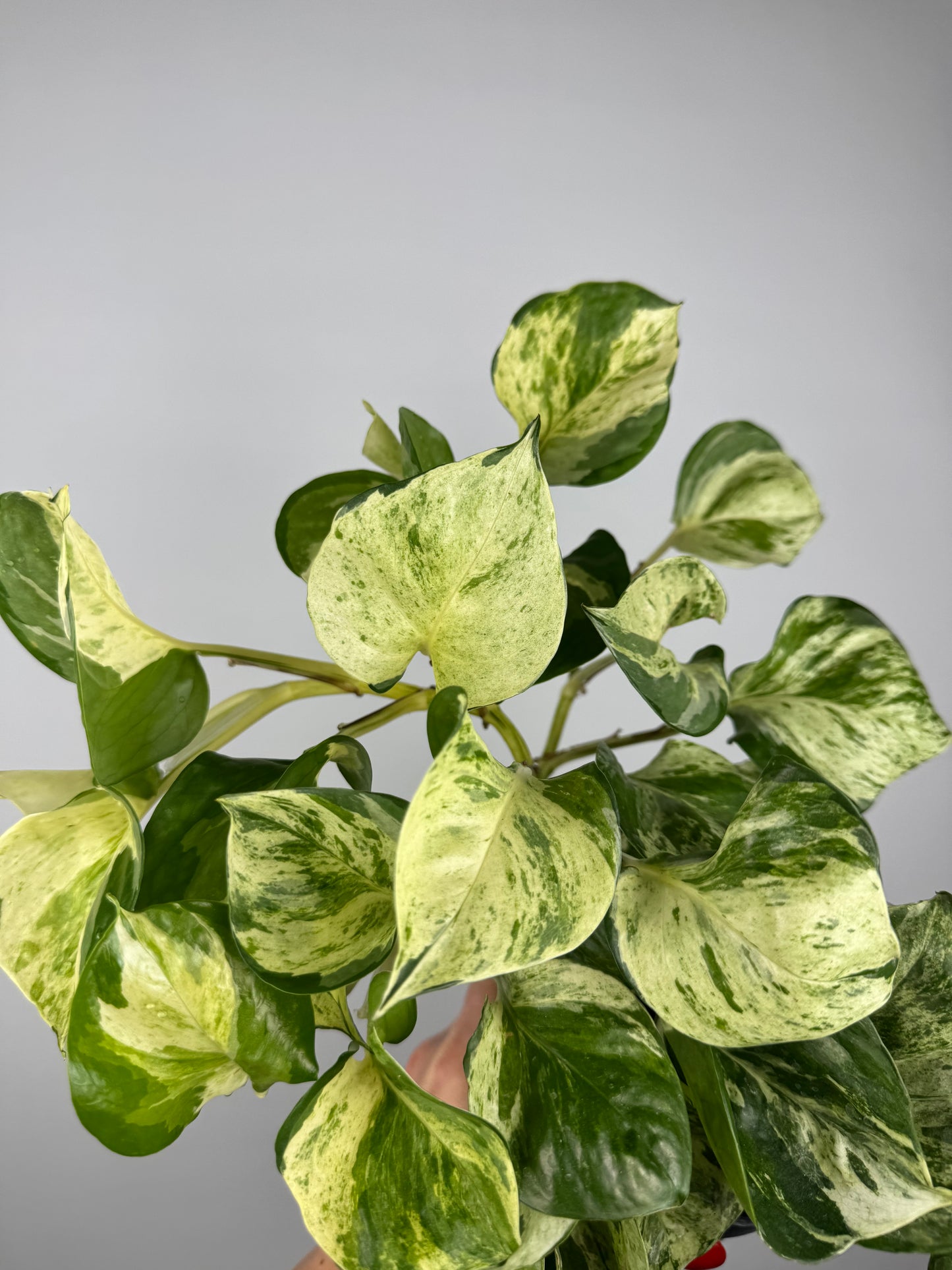 Epipremnum Manjula “Happy Leaf”
