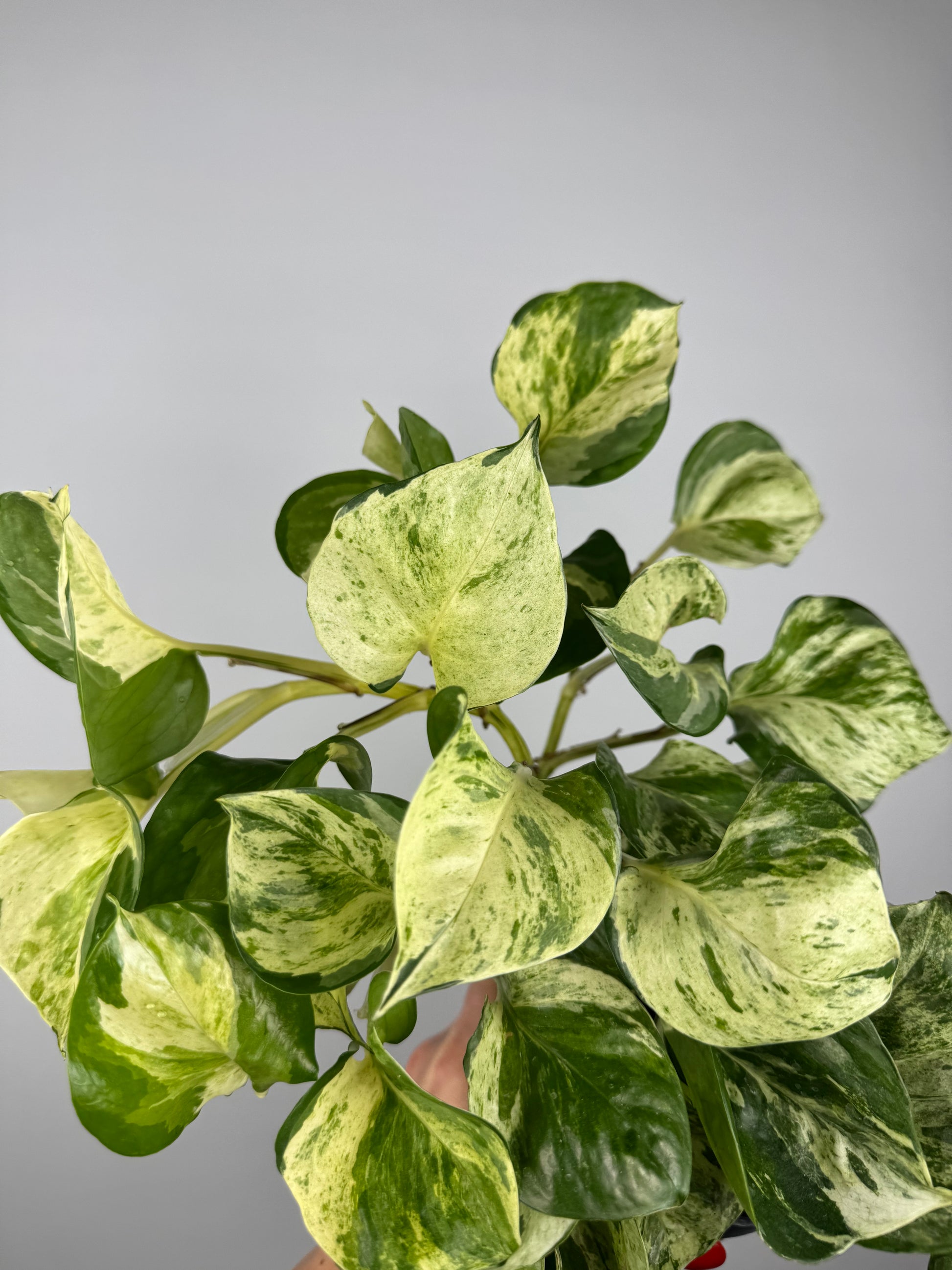 Epipremnum Manjula “Happy Leaf”