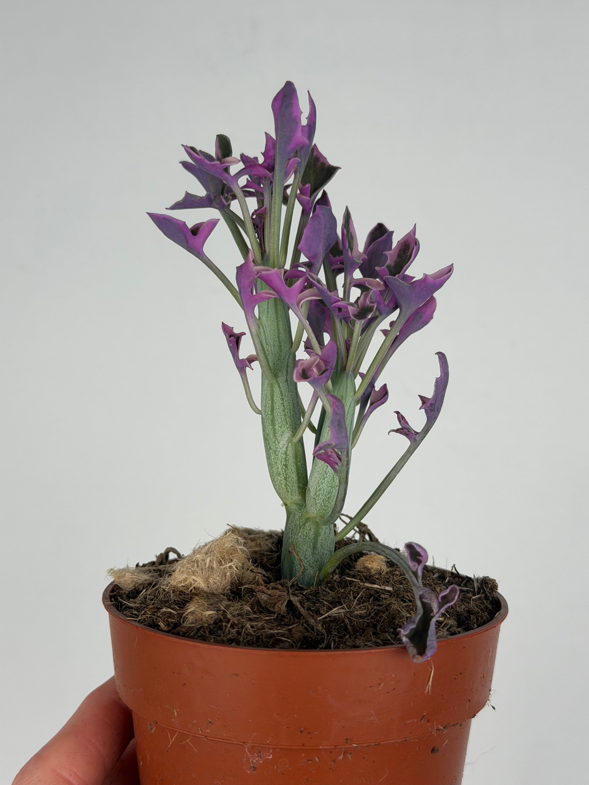 Senecio Articulatus Variegata Tropical Corner