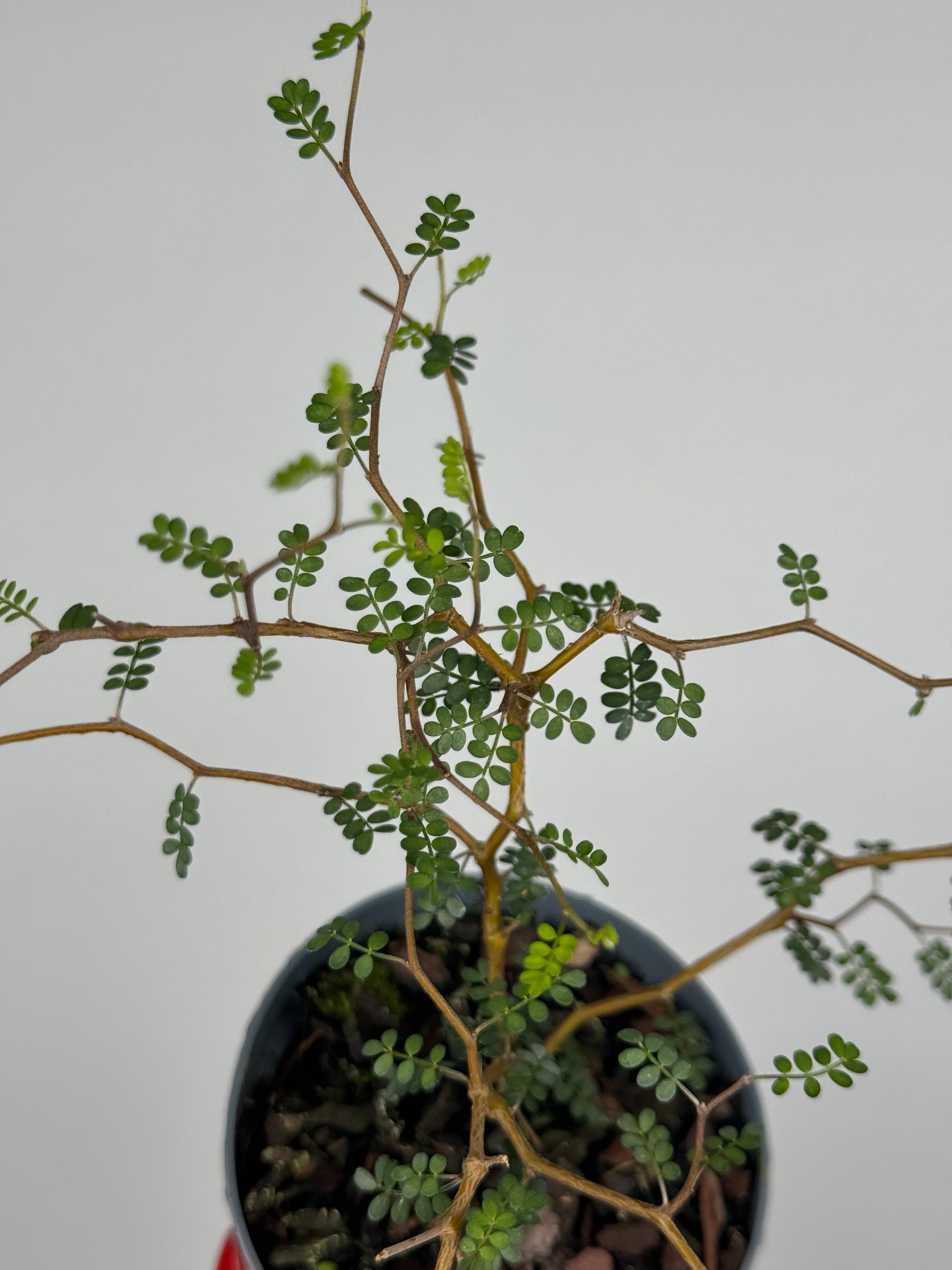 Sophora Prostrata “Little Baby”