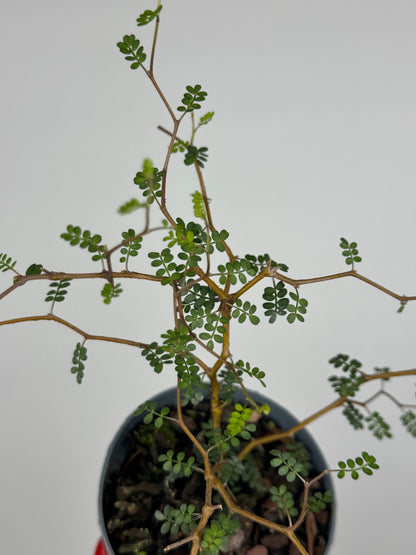 Sophora Prostrata “Little Baby”