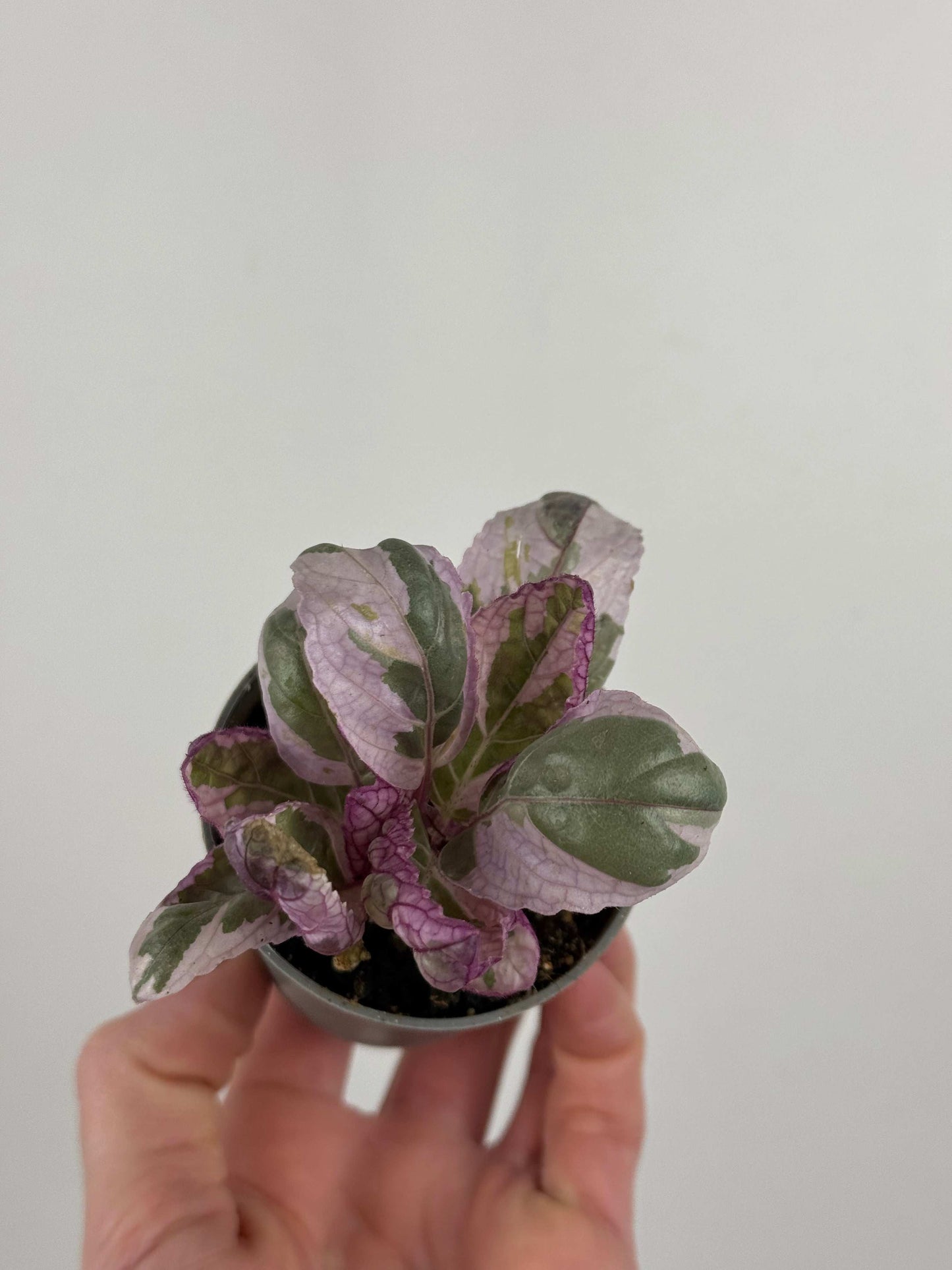 Hemigraphis alternata “Snow white”