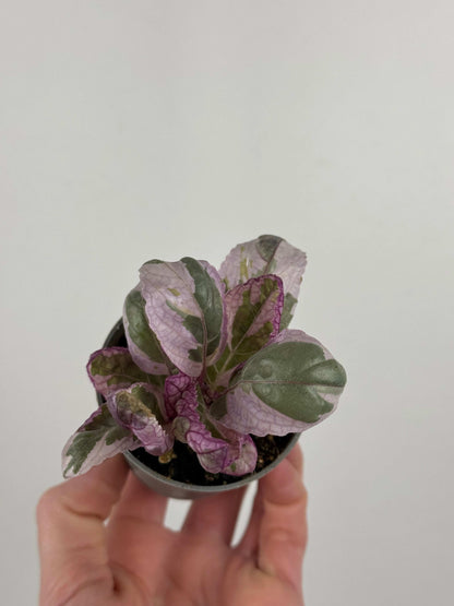 Hemigraphis alternata “Snow white”