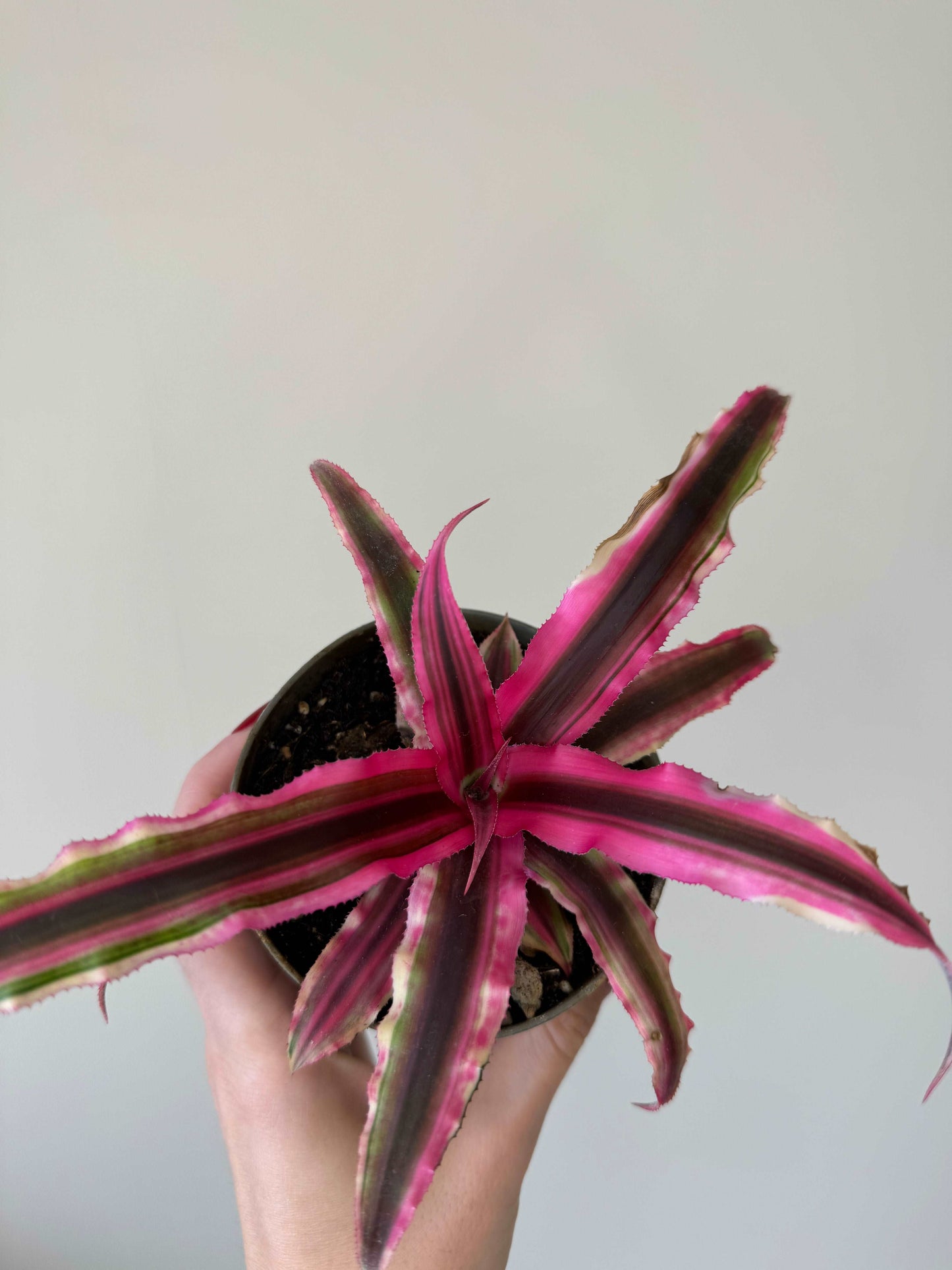 Cryptanthus Bivittatus “Rubin Star”