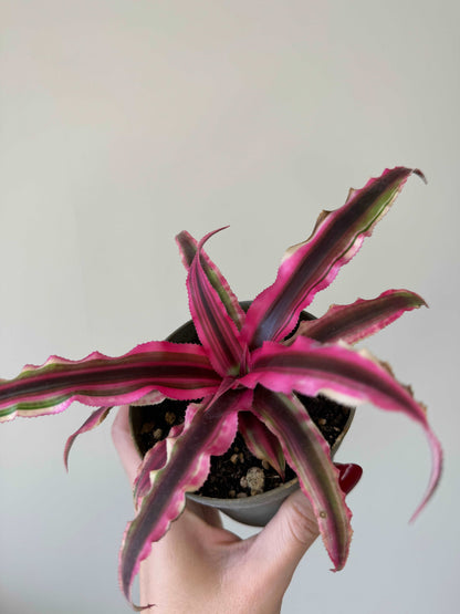 Cryptanthus Bivittatus “Rubin Star”