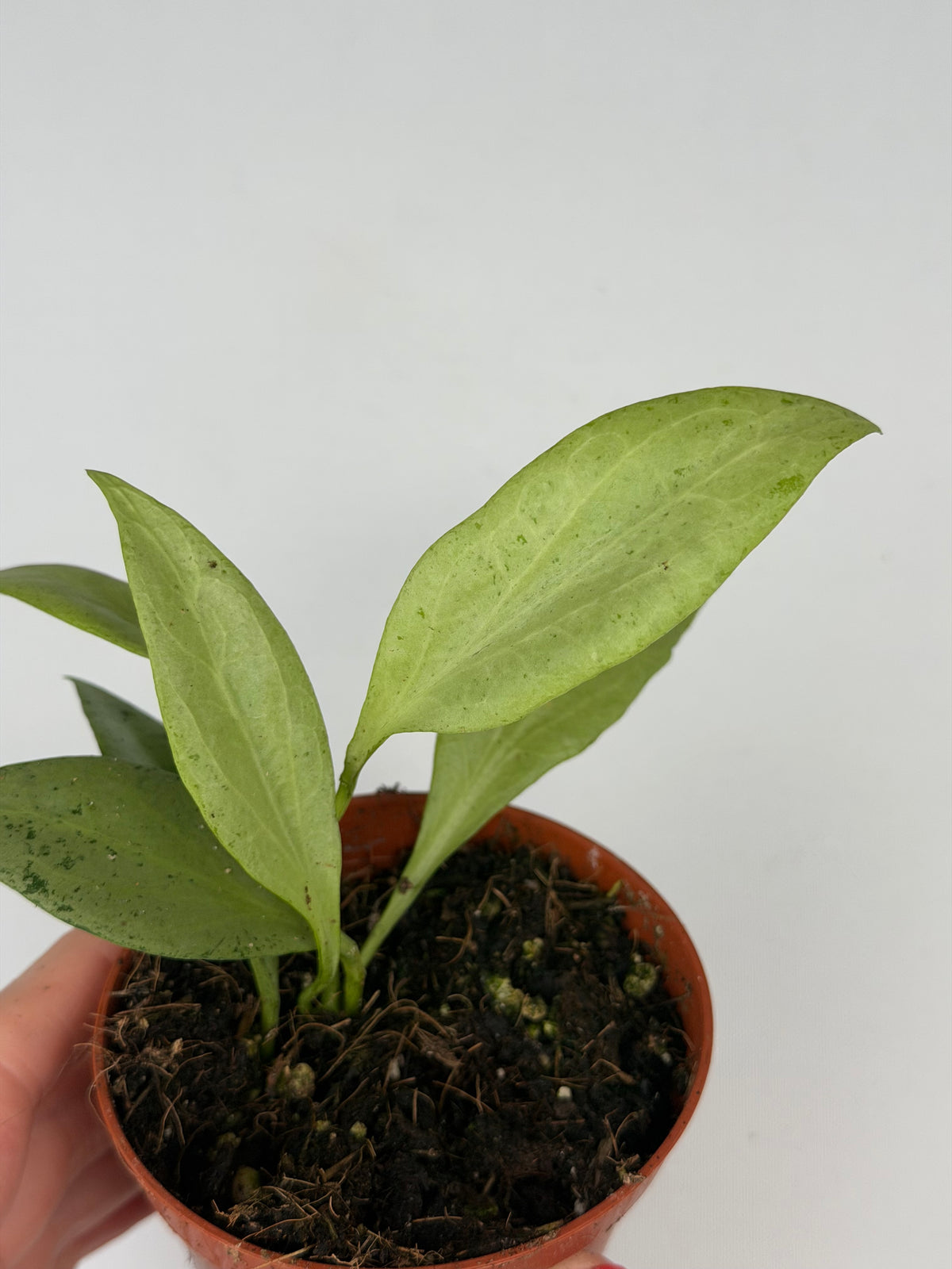 Hoya New Guinea Ghost