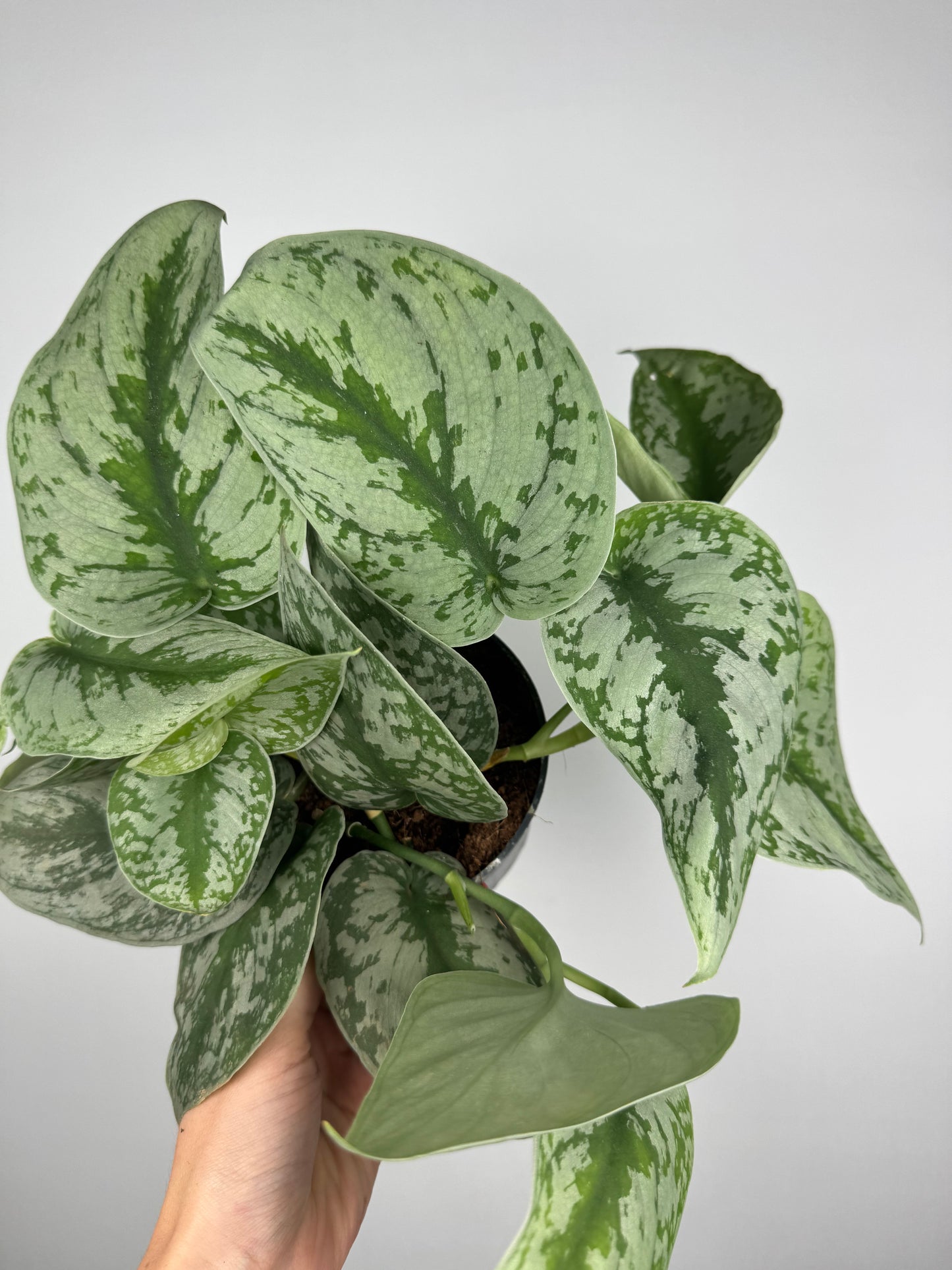 Scindapsus Pictus “Trebie”