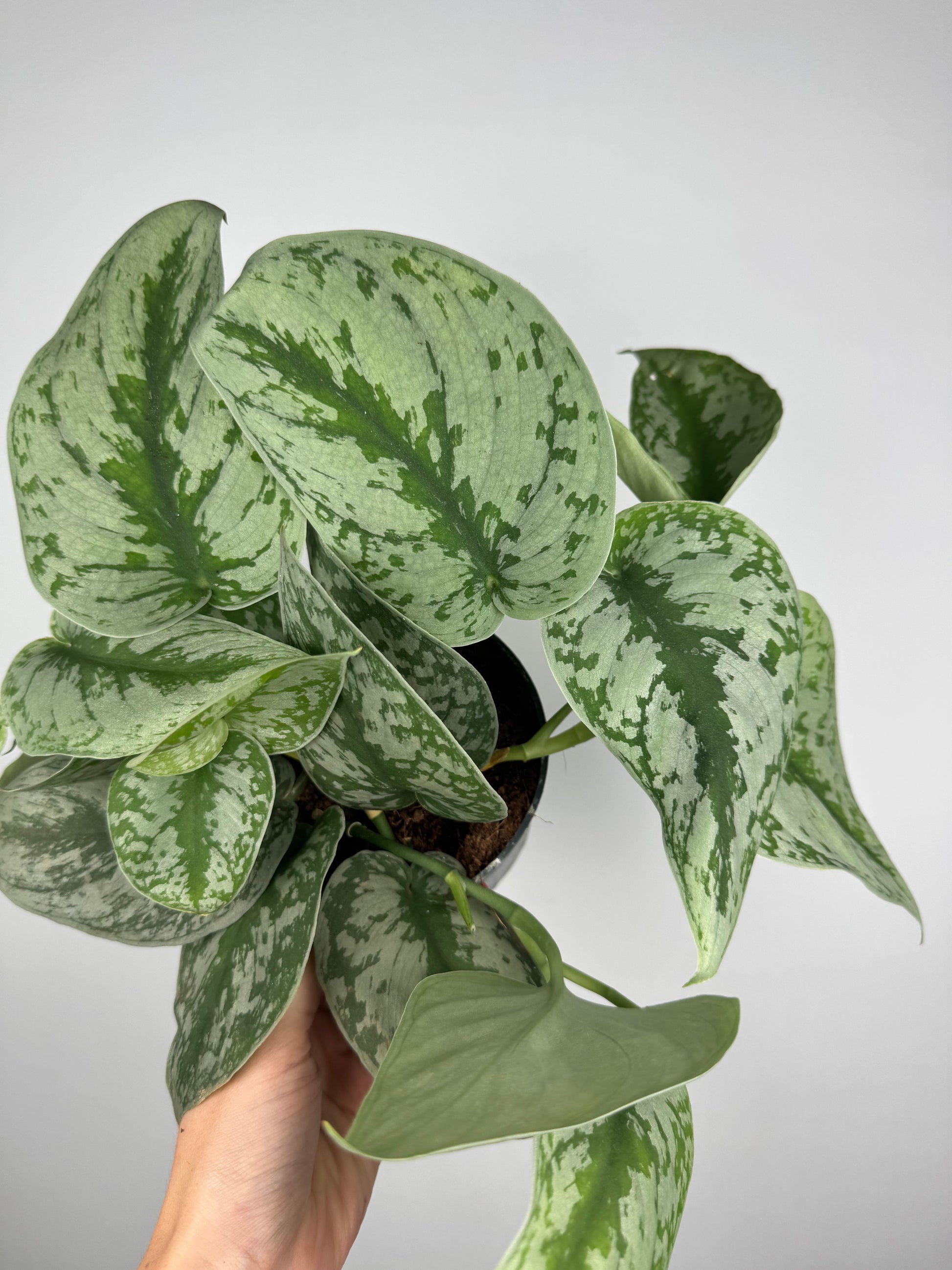 Scindapsus Pictus “Trebie”
