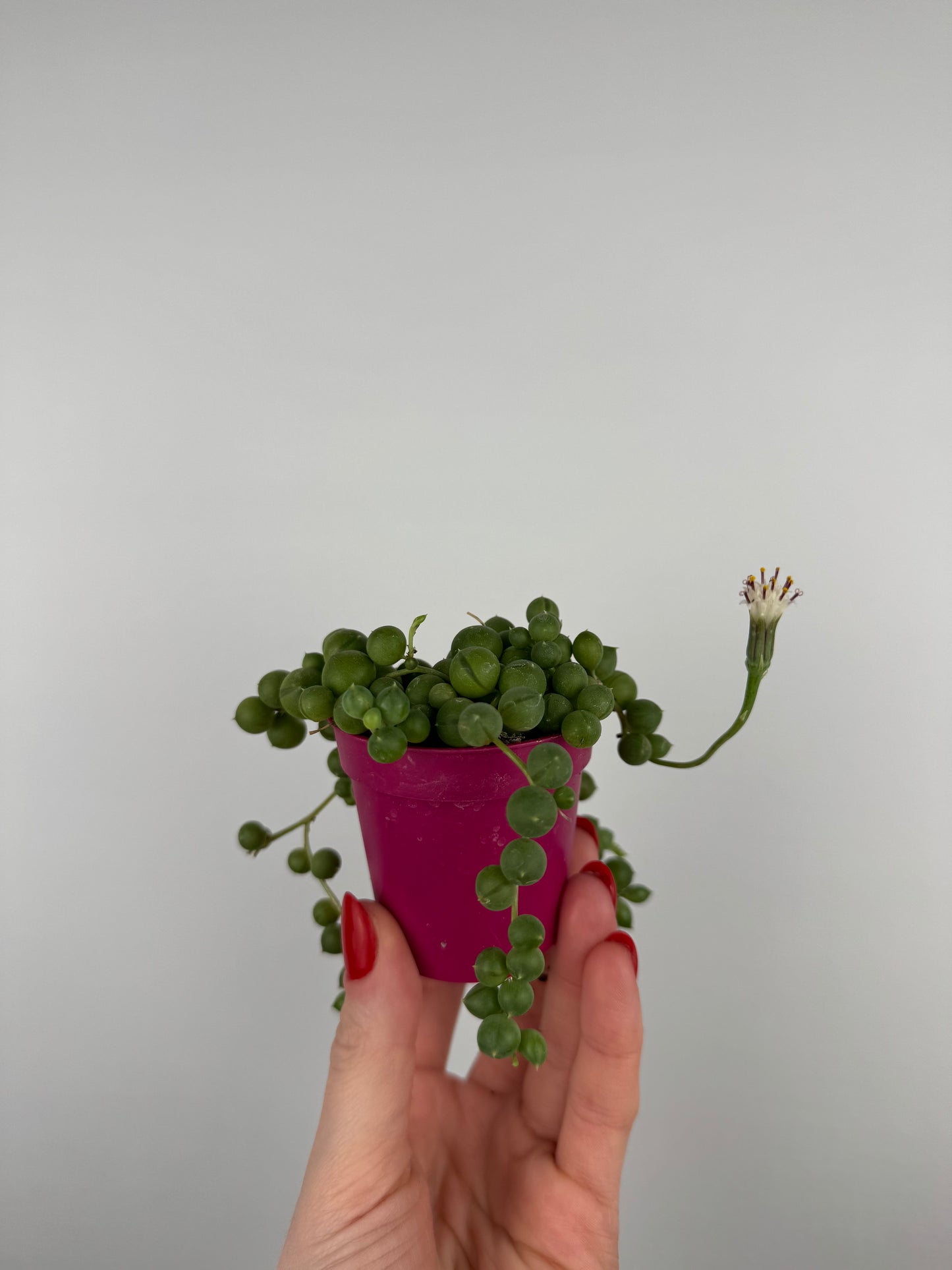 Senecio Rowleyanus