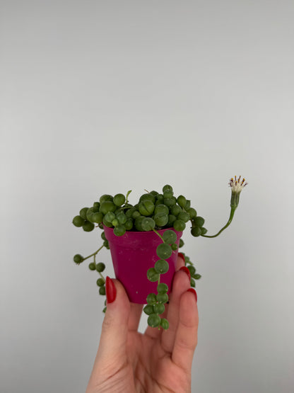 Senecio Rowleyanus