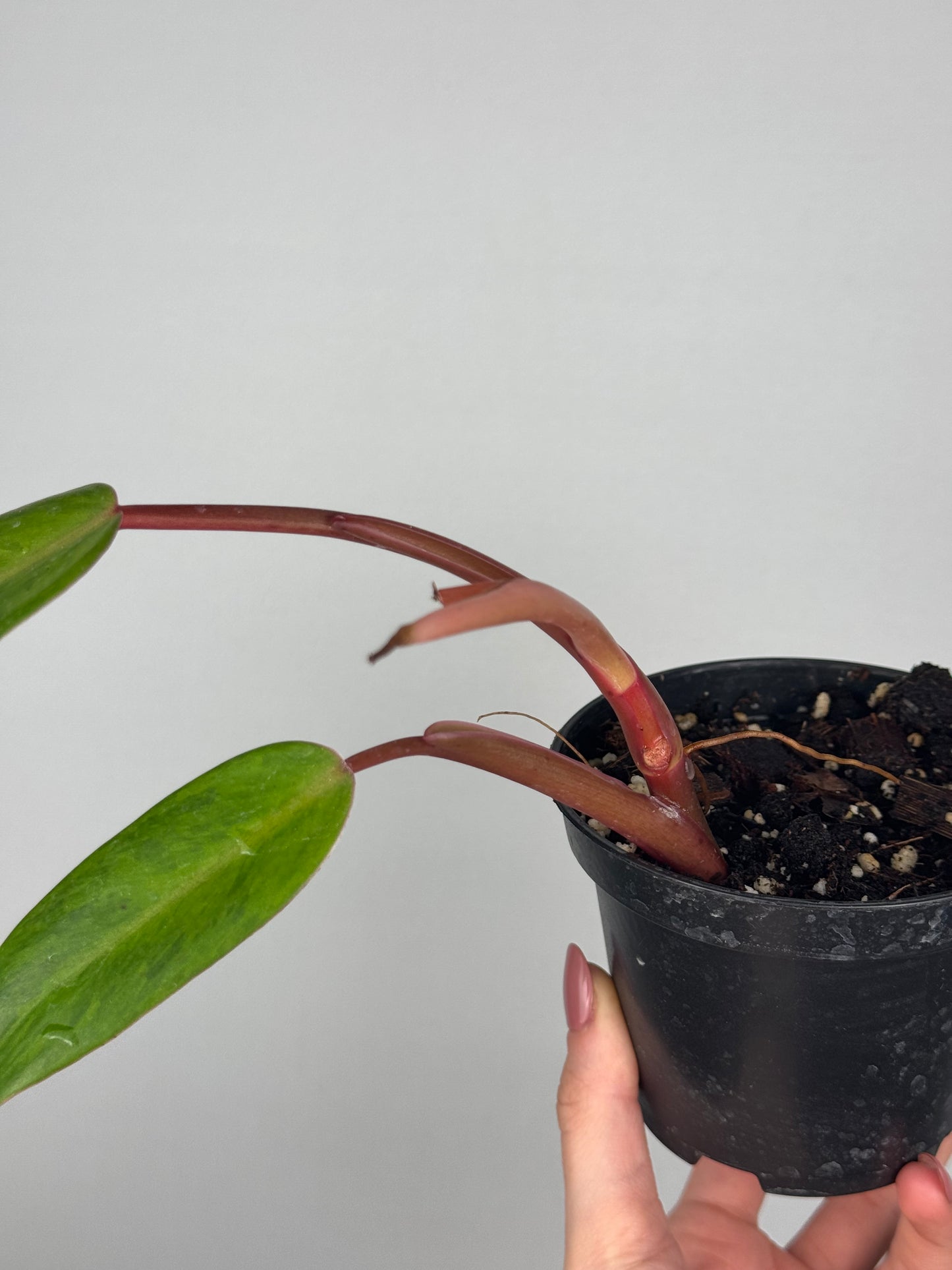 Philodendron Painted Lady | Toto