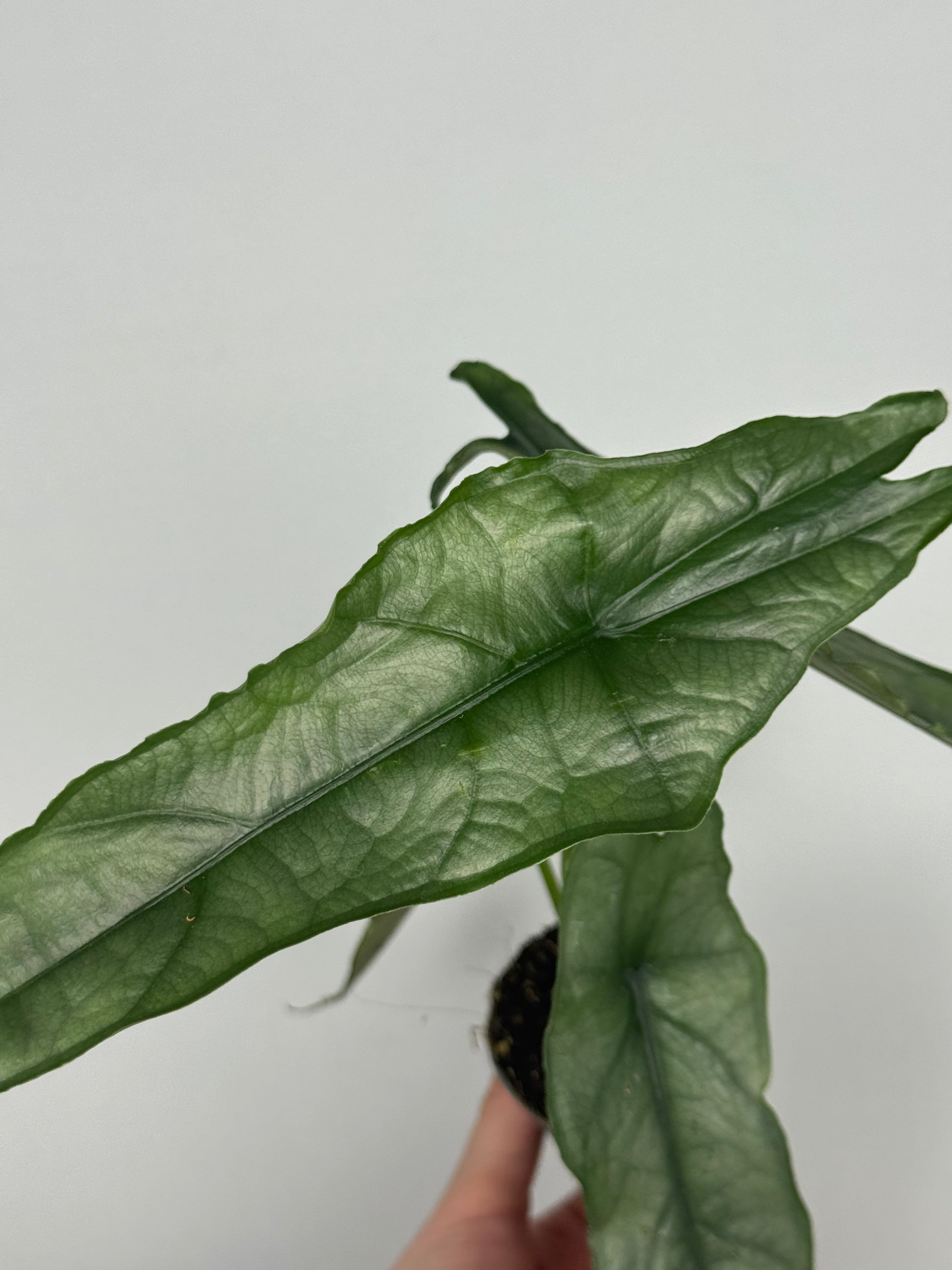 Alocasia heterophylla 'Dragon's Breath'