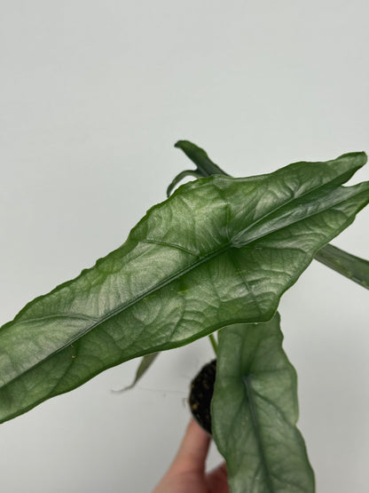 Alocasia heterophylla 'Dragon's Breath'