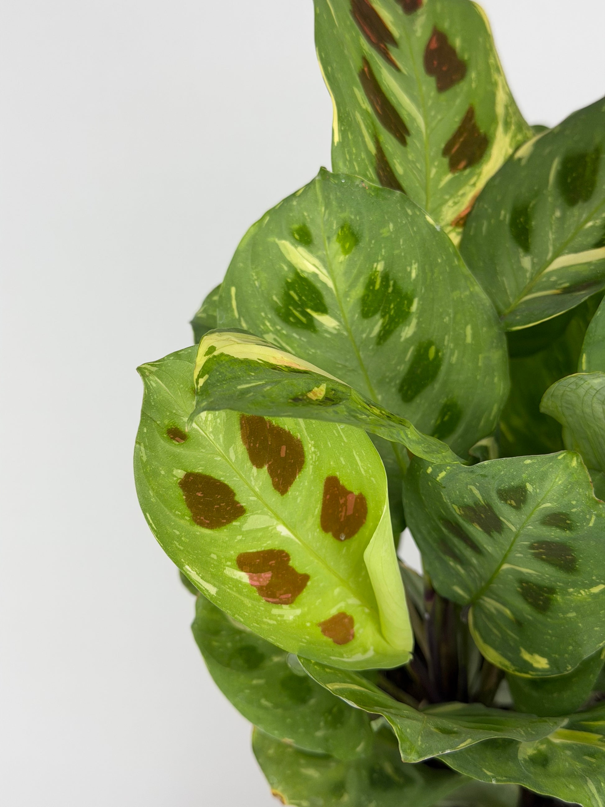 Maranta Leuconeura Kerchoveana Variegata