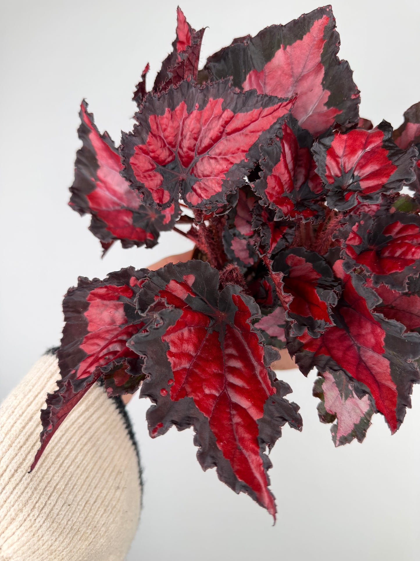 Begonia “Red Kiss” Begonia Tropical Corner