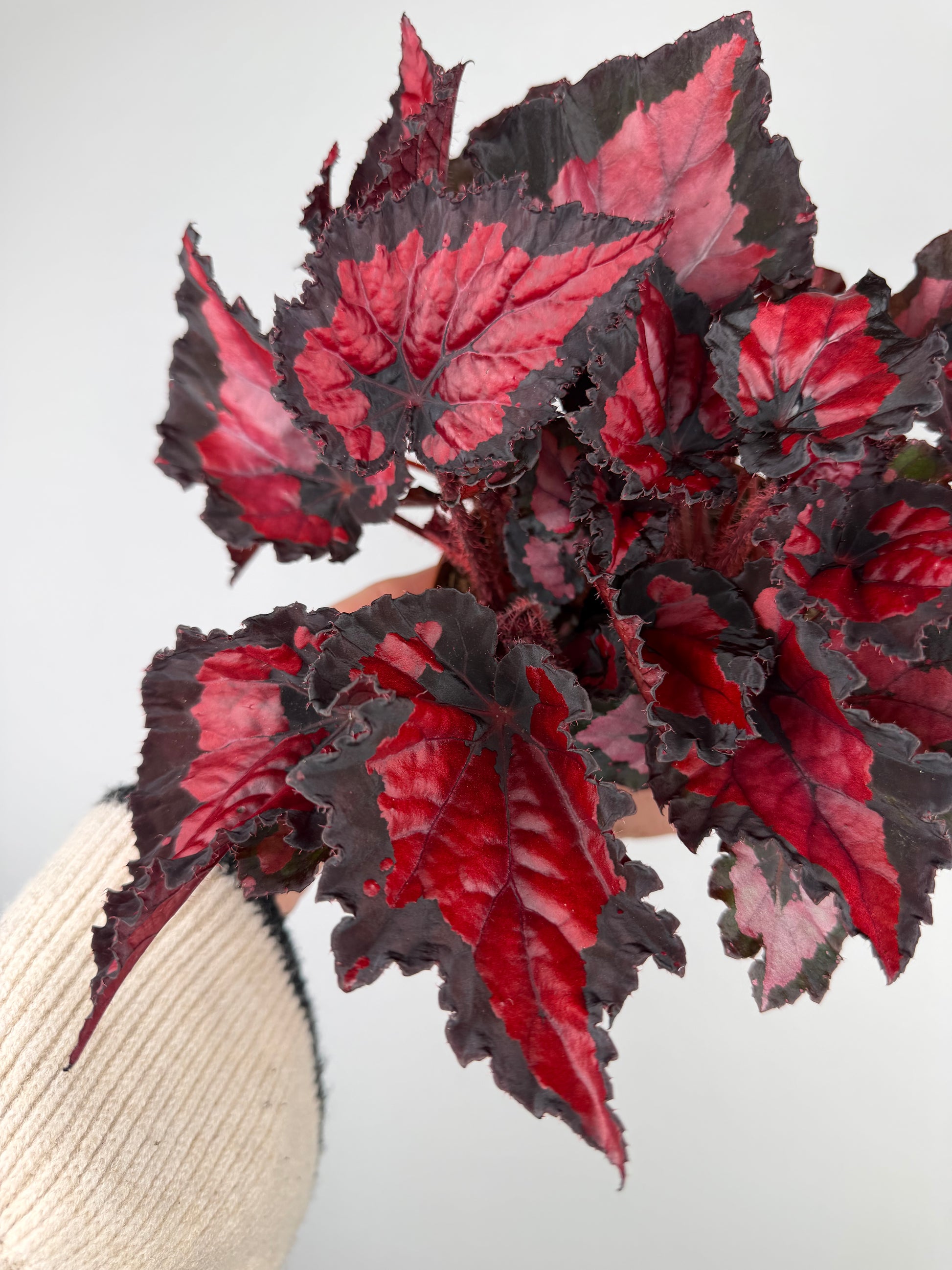Begonia “Red Kiss” Begonia Tropical Corner