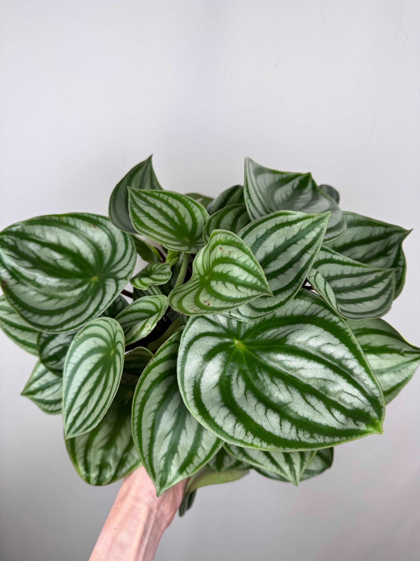 Peperomia Argyreia “Watermelon”