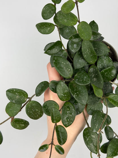 Hoya Mathilde Splash Hoya Tropical Corner “M” 9 cm