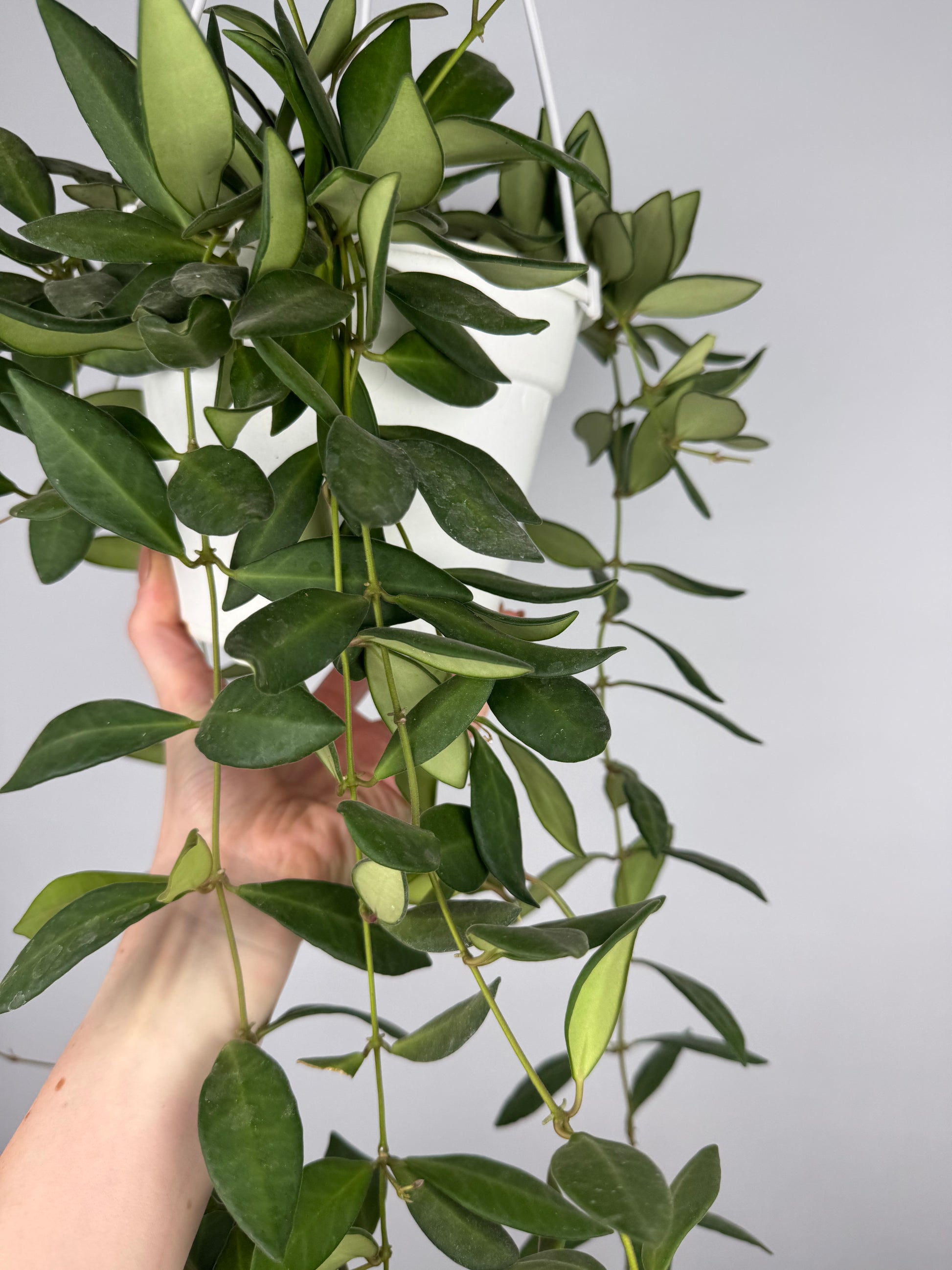 Hoya Burtoniae