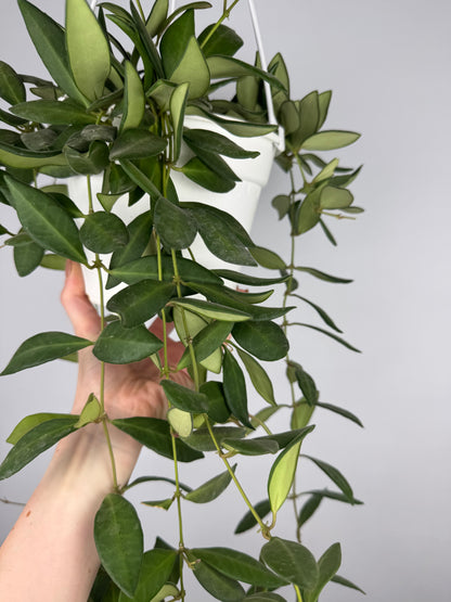 Hoya Burtoniae