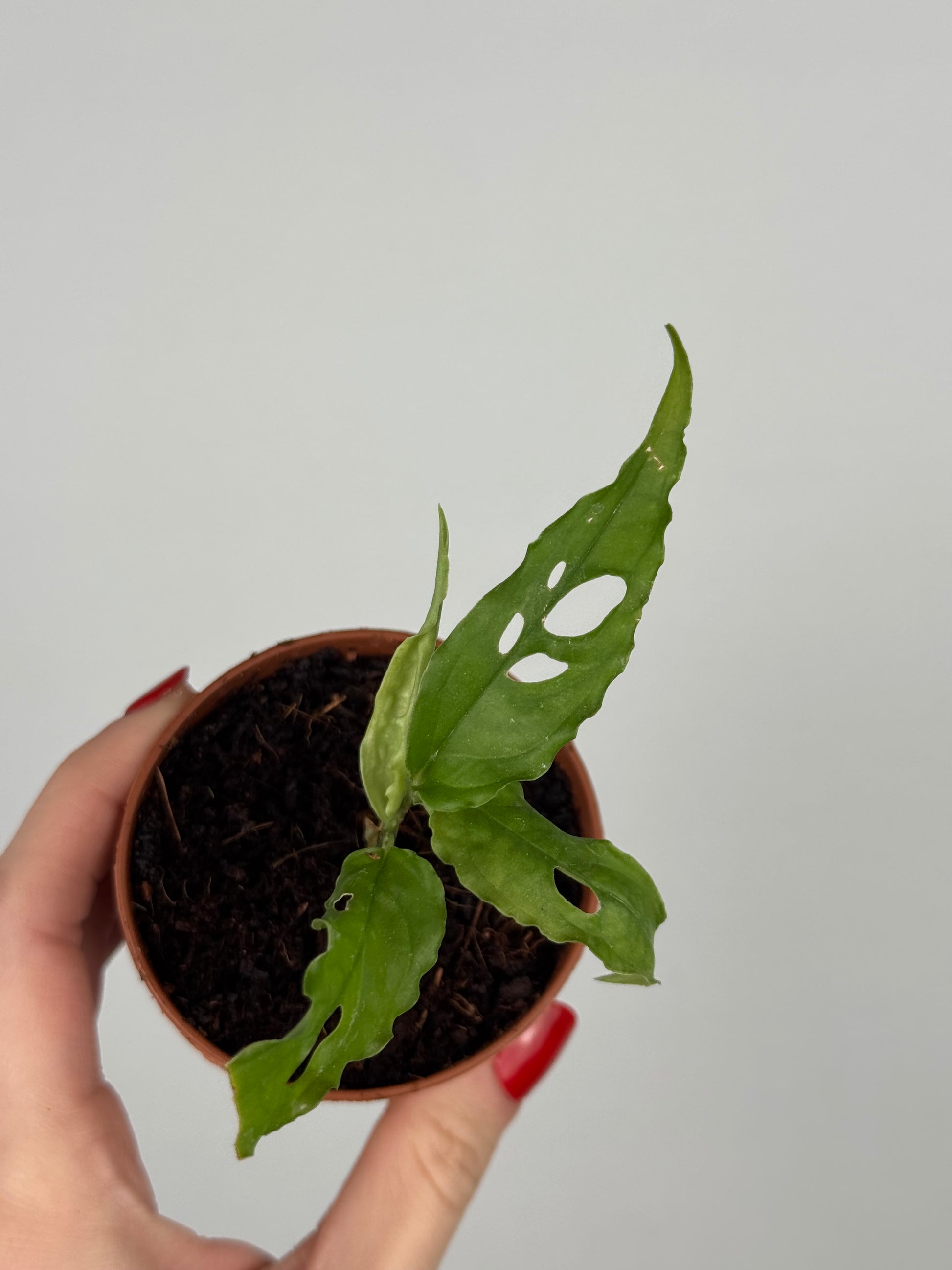 Monstera Obliqua “Perù” | Zahara