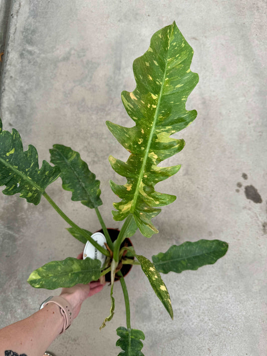 Philodendron Ring of fire