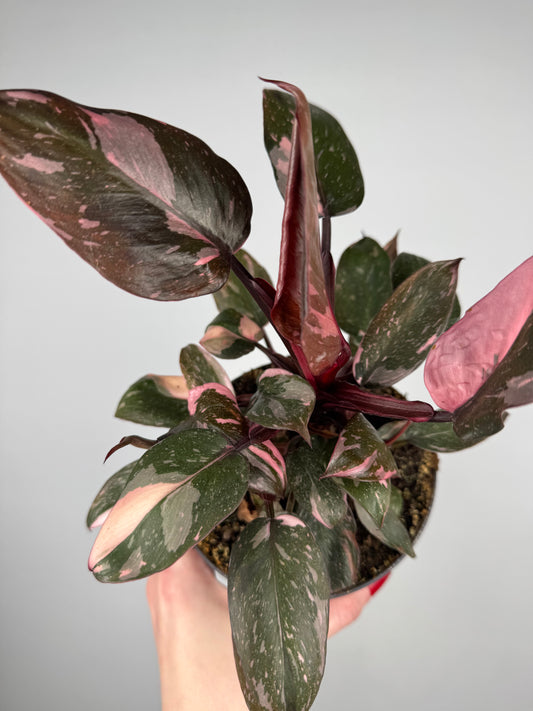 Philodendron "Pink Marble”