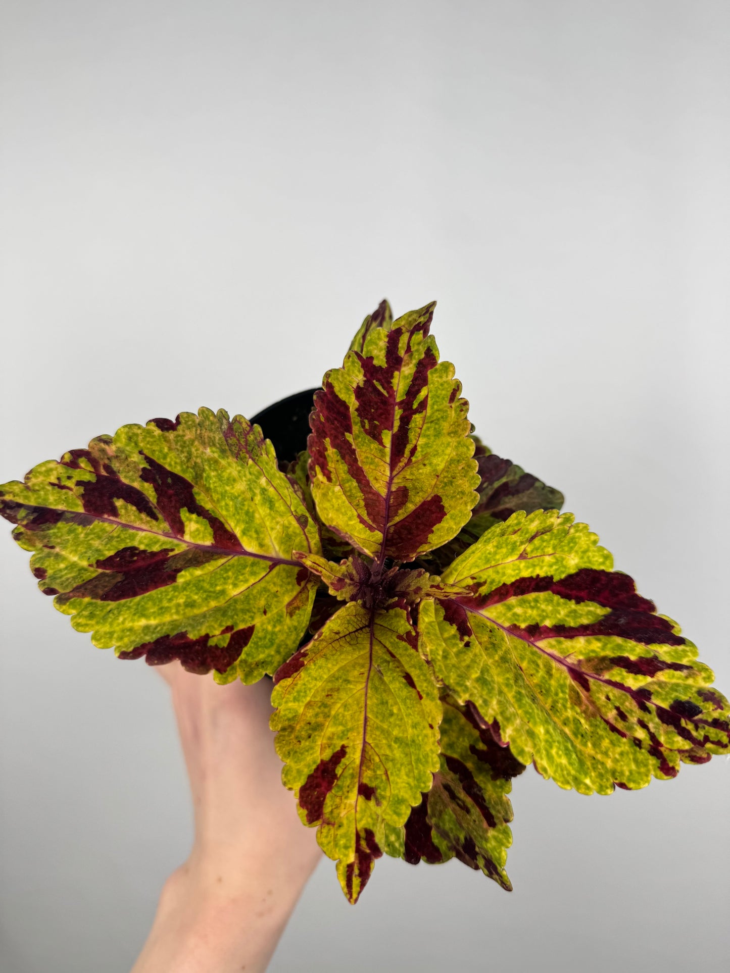 Coleus “Fairway mosaic” | Plectranthus Scutellarioides