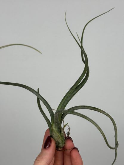 Tillandsia 'Baileyi'