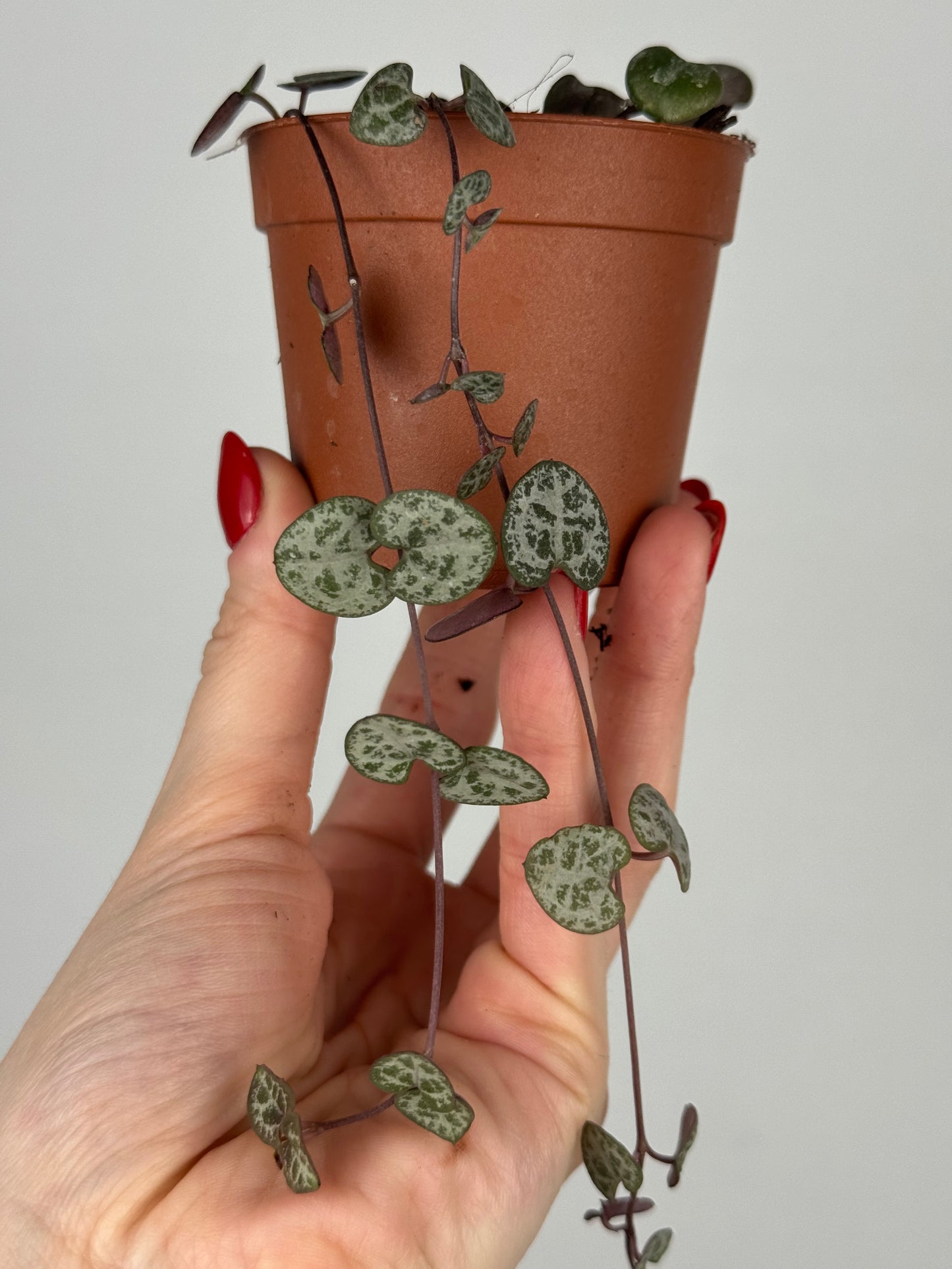 Ceropegia Woodii | Dalia