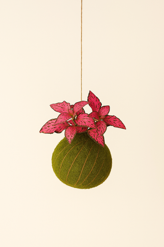 Baby Kokedama | Fittonia Pink “Forest Flame”